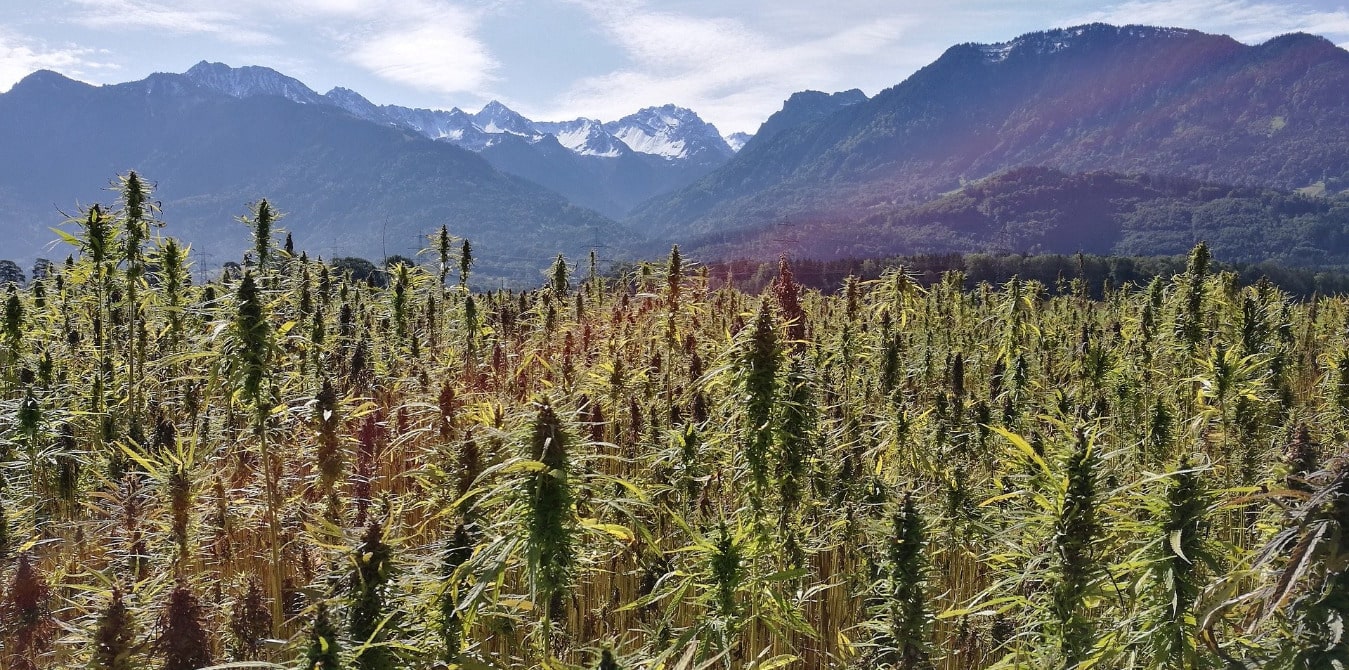 Die Geschichte von Cannabis einfach erklärt!