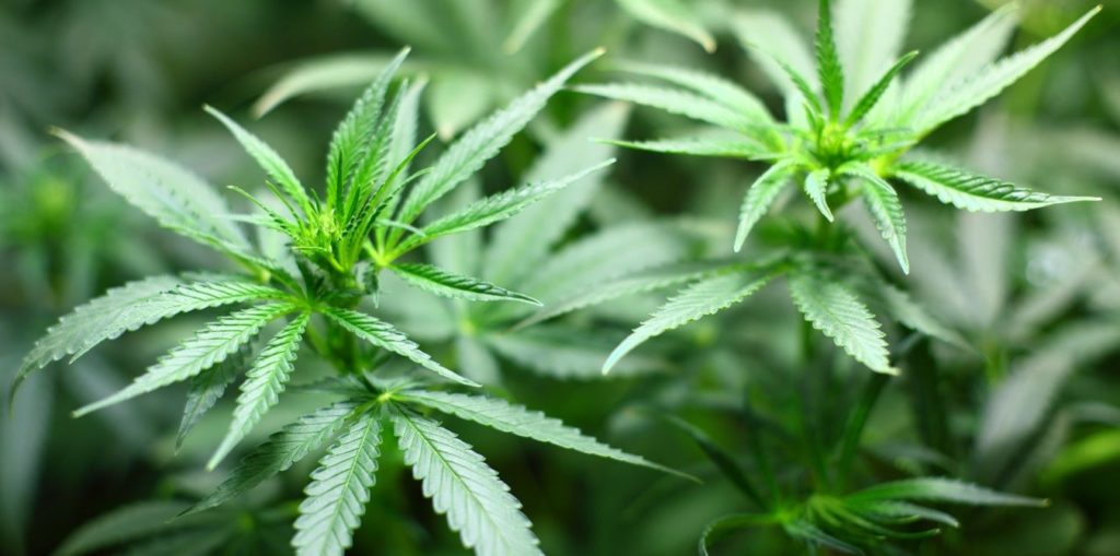 Was ist Cannabis