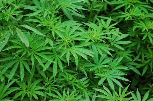 Cannabis-Entzug FAQ
